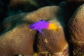 Fairy Basslet on Caribbean Coral Reef Royalty Free Stock Photo