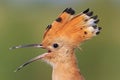 Fairy bird with bangs portrait