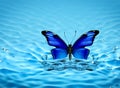 Fairy Blue Butterflies On Water Royalty Free Stock Photo