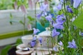 Fairy breakfast in blooming bellflowers garden. Tender violet flowers of campanula on blurred background.