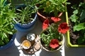 Fairy breakfast in garden on the balcony. Flower pots with thunbergia, red petunia, osteospermum and campanula persicifolia.