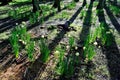 Fairy circle of daffodils