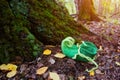 Fairy creature elf or dwarf will leave his shoes near the entrance to his house in an old, moss-covered tree Royalty Free Stock Photo