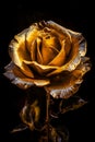 Fairy dark yellow rose with golden petals, fabulous flower close-up with leaf over black background. Beautiful vintage greeting