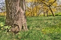 Fairy door in tree with grove of yellow blooming chestnut trees