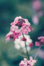 fairy dreamy magic red pink flowers with dark green blue leaves, blurry background, toned with instagram filter in retro vintage Royalty Free Stock Photo