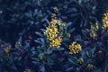 fairy dreamy magic yellow flowers with dark green blue purple leaves background toned with instagram filters Royalty Free Stock Photo