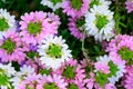 Fairy fan-flower Scaevola aemula pink and white fan-shaped flowers