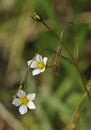 Fairy Flax Royalty Free Stock Photo