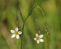 Fairy Flax Royalty Free Stock Photo