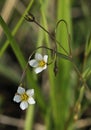 Fairy Flax Royalty Free Stock Photo