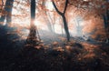 Magical old tree with sun rays in the morning. Forest in fog Royalty Free Stock Photo