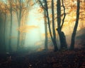 Fairy forest in fog. Fall woods. Enchanted autumn forest in fog