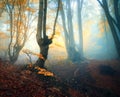 Fairy forest in fog. Fall woods. Enchanted autumn forest