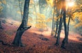 Fairy forest in fog. Fall woods. Enchanted autumn forest in fog