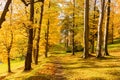 Fairy forest in fog at sunrise in autumn colors. Magical trees with sun rays. Colorful dreamy landscape with foggy forest, gold Royalty Free Stock Photo