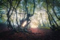 Forest in fog in autumn at sunrise. Magical trees with sunrays Royalty Free Stock Photo