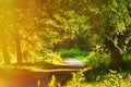 Fairy Forest Lane Road Way Path Through Summer Green Deciduous Forest. Nature. Green greenery. sunshine sunlight sunset Royalty Free Stock Photo