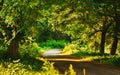 Fairy Forest Lane Road Way Path Through Summer Green Deciduous Forest. Nature. Green greenery. sunshine sunlight sunset Royalty Free Stock Photo