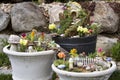 Fairy garden in a flower pot outdoors Royalty Free Stock Photo