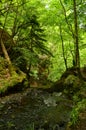 Fairy Glen Trees in Springtime