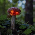 Close-up view of fairy, glowing mushroom in the forest at night. Selective focus Royalty Free Stock Photo