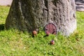 Fairy house door in huge stone fantasy world miniature setup