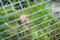 Fairy house garden decoration hanging wire cage, moss, mushroom, snail Royalty Free Stock Photo