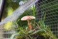 Fairy house garden decoration hanging wire cage, moss, mushroom, snail Royalty Free Stock Photo