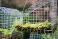 Fairy house garden decoration hanging wire cage, moss, mushroom, snail Royalty Free Stock Photo