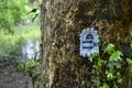 Fairy house on the tree