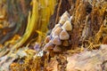 Fairy inkcap or Coprinellus disseminatus in forest