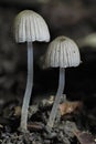 The Fairy Inkcap