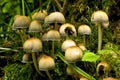 Fairy Inkcap mushroom, Coprinellus disseminatus