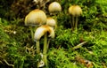 Fairy Inkcap mushroom, Coprinellus disseminatus