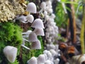 Fairy Inkcap Mushrooms Coprinellus disseminatus from Western Ghats,