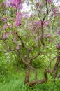 Fairy lilac tree in blossom. Mystic landescape