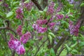 Fairy lilac tree blossom in spring time Royalty Free Stock Photo