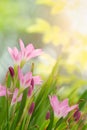 Fairy Lily, Rain Lily, or Zephyr Flower in the summer garden. Zephyranthes grandiflora