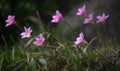 Rain lily flowers Royalty Free Stock Photo