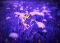 Fairy on magic dandelion field