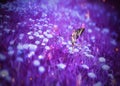 Fairy on magic dandelion field