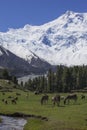 Fairy meadow, basecamp to everest