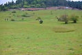 Wulong fairy mountain grassland Royalty Free Stock Photo