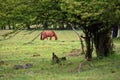 Wulong fairy mountain grassland Royalty Free Stock Photo