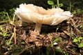 The fairy mushroom