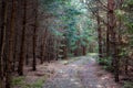 A fairy path through a young coniferous forest