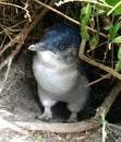 Fairy Penguin animal nature Stanley Tasmania