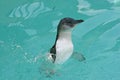 Fairy Penguin (Eudyptula minor)