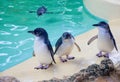 Fairy Penguins at Penguin Island Royalty Free Stock Photo